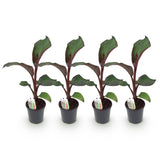 Bananier d'Abyssinie rouge Maurelii - Ensete ventricosum - 4 plants - H 40 cm, pot Ø17 cm