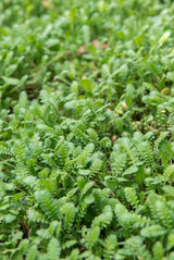 Cotule en godet - Leptinella squalida - H 10-25 cm, pot Ø9 cm - photo 6