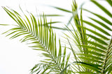 Phoenix Roebelenii op stam - 210cm - 200cm