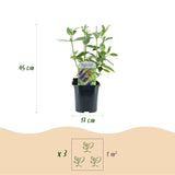 Buddleia Empire Blue - Arbre aux papillons - H 45 cm, pot Ø17 cm