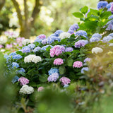 Hortensias Endless Summer en mélange - H 20-25 cm, pot Ø14 cm