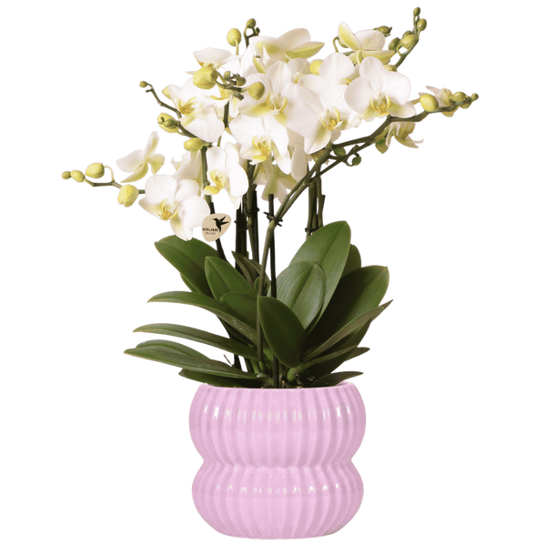 Orchidée Phalaenopsis blanche Blossom Lausanne avec cache-pot Horizon rose