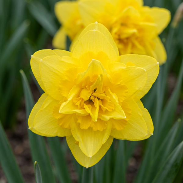 Narcisse Golden Ducat - calibre 12/14