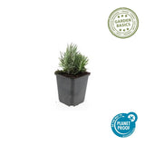 Lavande Dwarf Blue en godet - Lavandula angustifolia - H 10-25 cm, pot Ø9 cm - photo 2