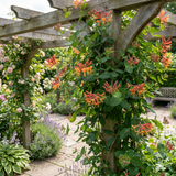 Chèvrefeuille Dropmore Scarlet - Lonicera × brownii - H 35 cm, pot Ø9 cm - photo 4