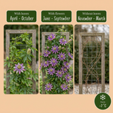 Passiflore Lavender Lady - Passiflora - H 35 cm, pot Ø9 cm - photo 5