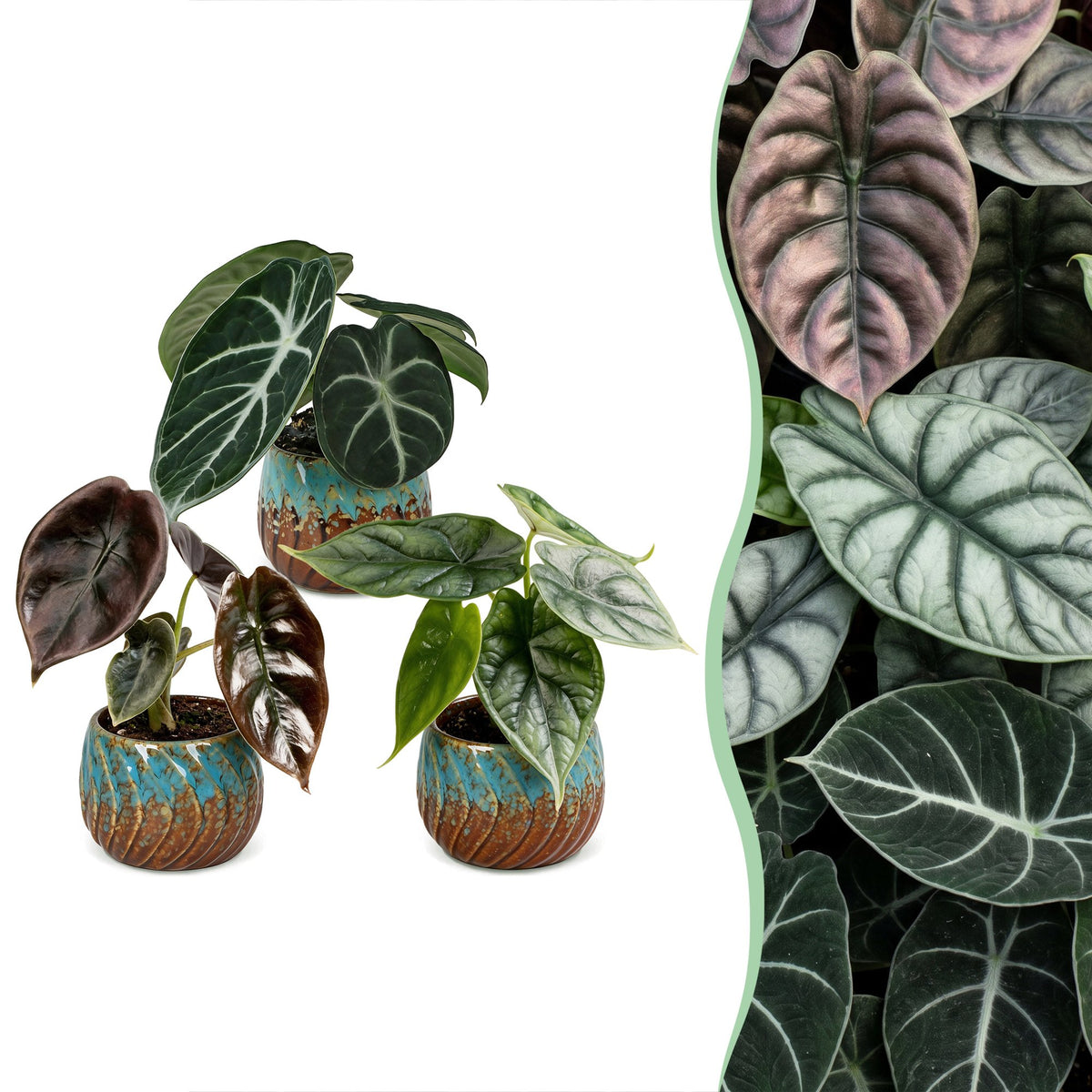Baby Alocasia Tricolour avec cache-pots cuivre - lot de 3 mini plantes