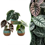 Baby Alocasia Tricolour avec cache-pots cuivre - lot de 3 mini plantes