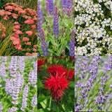 Pack massif parfumé en mélange - H 15-25 cm, pot Ø11 cm