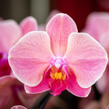 Orchidée Phalaenopsis rose saumon Niagara Fall Narbonne - pot Ø12 cm