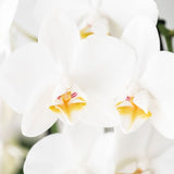 Orchidée Phalaenopsis blanche Niagara Fall White - H 32 cm, pot Ø9 cm
