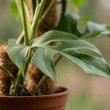 Monstera Minima sur tuteur mousse | Pot 19 cm