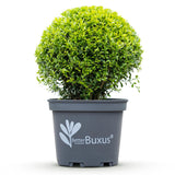 Buis BetterBuxus Skylight en boule - Buis résistant - Ø30 cm, pot Ø26 cm - photo 4