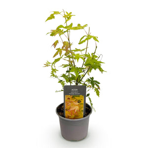 Acer palmatum Orange Dream – Pot 12 cm – Hauteur 35 cm