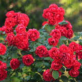Rosier couvre-sol Red Fairy - Rosier polyantha rouge - H 20-25 cm, pot Ø12 cm
