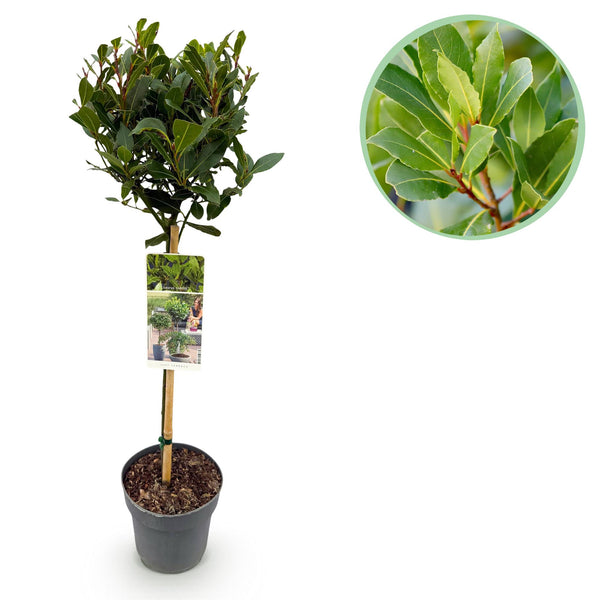 Laurier-sauce sur tige - Laurus nobilis