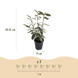 Elaeagnus ebbingei Compacta – Lot de 8 – Pot 9 cm