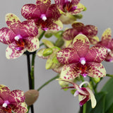 Orchidée Phalaenopsis orange et jaune Mineral Grosseto - H 33 cm, pot Ø9 cm