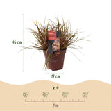 Uncinia Everflame - 4 plants - H 50 cm, pot Ø17 cm