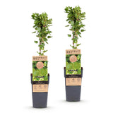 Groseillier à maquereau Hinnonmäki vert - 2 plants - H 50 cm, pot Ø15 cm
