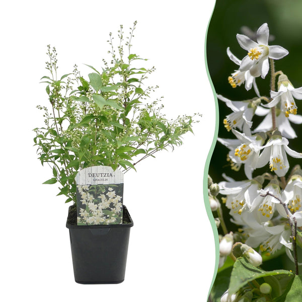 Deutzia gracilis à fleurs blanches - Deutzie