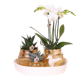 Orchidée Phalaenopsis blanche Mineral Amabilis et 2 succulentes - coffret Allure Shiny or - pot Ø9 cm