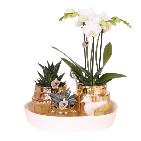 Orchidée Phalaenopsis blanche Mineral Amabilis et 2 succulentes - coffret Allure Shiny or