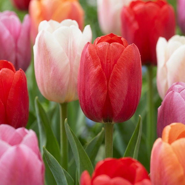 Tulipe Glowing with pride en mélange - calibre 11/12