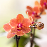 Orchidées Phalaenopsis orange Mineral Bolzano - lot de 2 en cache-pots Poppy orange et pêche - H 40 cm, pot Ø9 cm