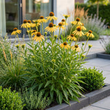 Échinacée jaune - Echinacea paradoxa - H 15-25 cm, pot Ø11 cm - photo 6