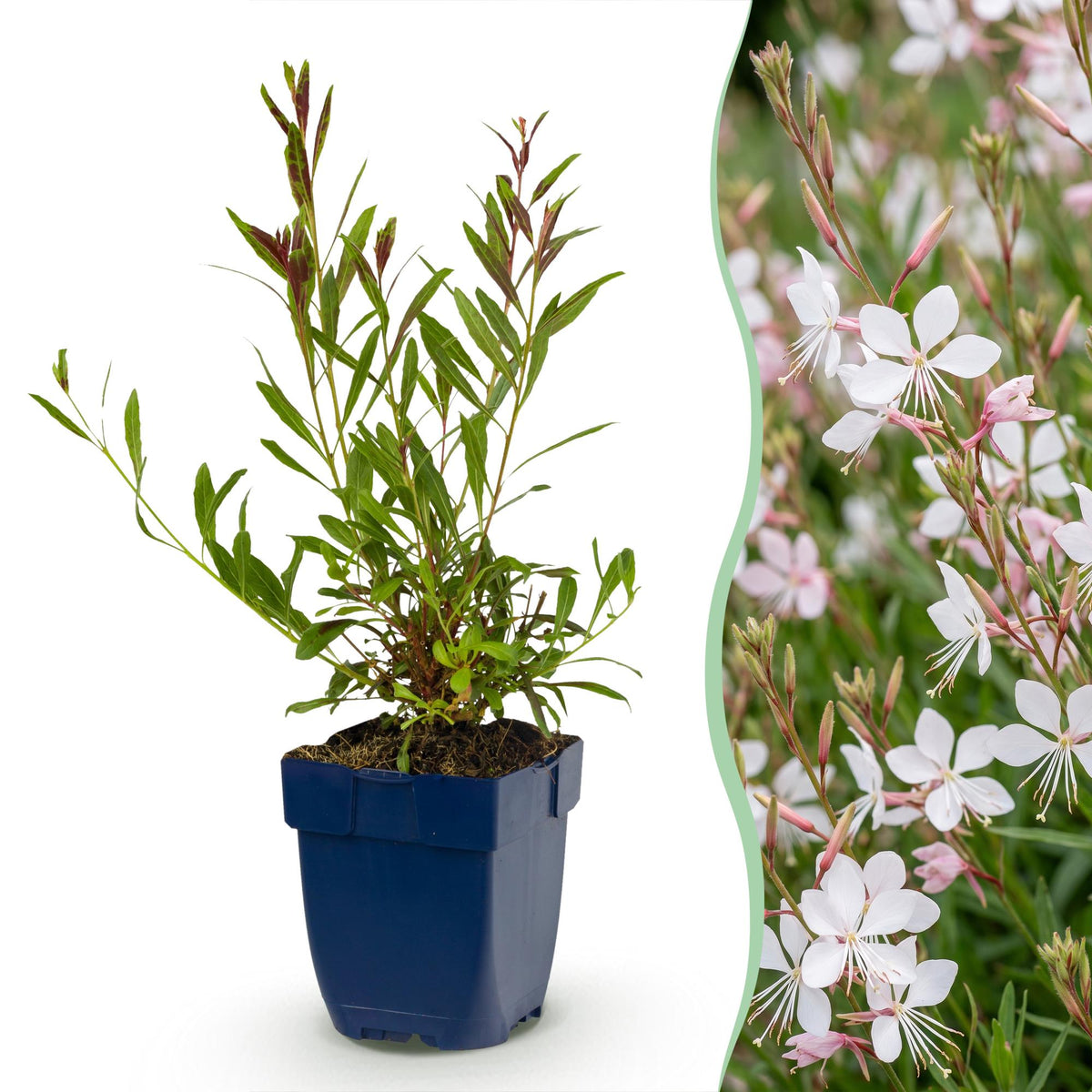 Gaura Whirling Butterflies - H 15-25 cm, pot Ø11 cm