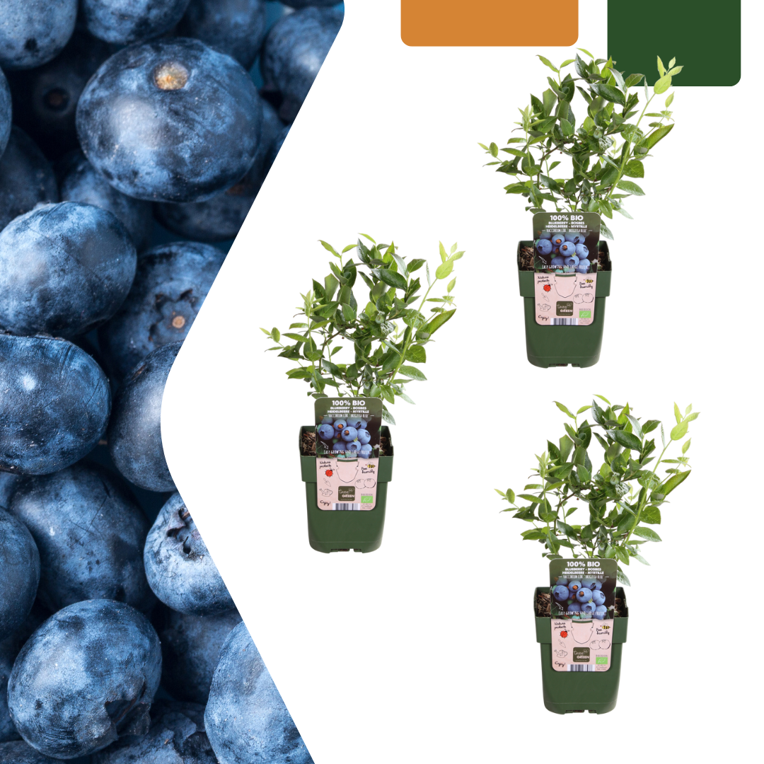Myrtilliers bio - Vaccinium corymbosum - H 20 cm, pot Ø13 cm