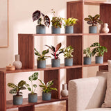 Box surprise baby plantes tropicales - lot de 12 mini plantes avec cache-pots Linnea bleu brume