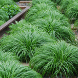 Carex Intense Green - H 50 cm, pot Ø17 cm - photo 5