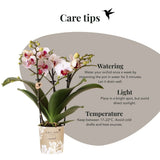 Orchidée Phalaenopsis blanche Mineral Gibraltar et succulente - coffret Oyster - pot Ø9 cm