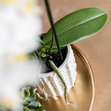 Orchidée Phalaenopsis blanche Mineral Gibraltar et 2 succulentes - coffret Oyster - pot Ø9 cm