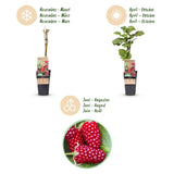 Loganberry sans épines - Rubus x loganobaccus - 2 plants - H 50 cm, pot Ø15 cm