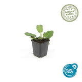 Sauge Mainacht en godet - Salvia x sylvestris - H 10-25 cm, pot Ø9 cm - photo 3