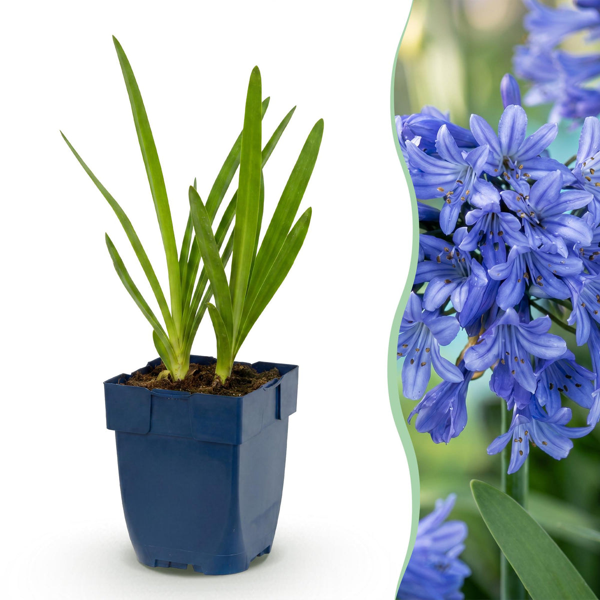 Agapanthe d'Afrique - H 15-25 cm, pot Ø11 cm