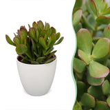Arbre de jade avec cache-pots blancs - Crassula ovata - H 16 cm, pot Ø12 cm - photo 6