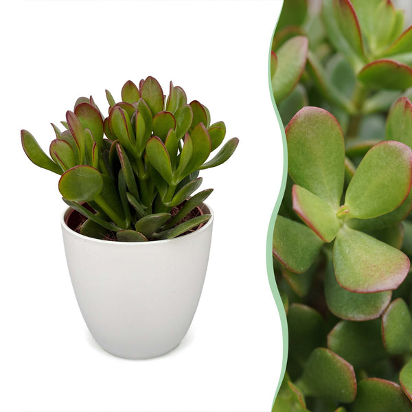 Arbre de jade avec cache-pots blancs - Crassula ovata - H 16 cm, pot Ø12 cm - photo 6