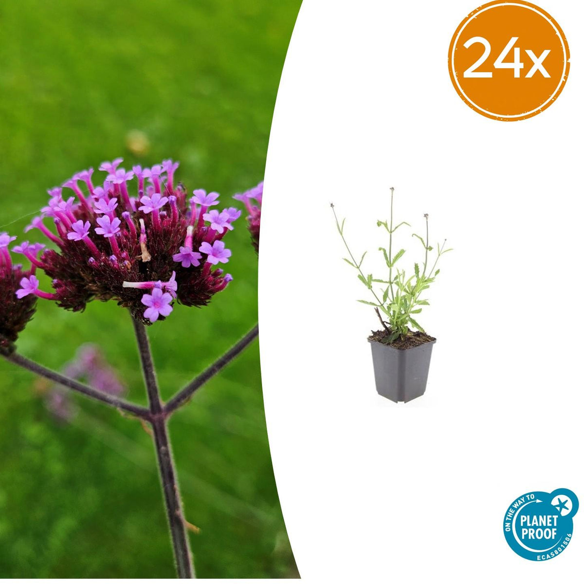 Verveine de Buenos Aires Lollipop en godet - Verbena bonariensis - H 10-25 cm, pot Ø9 cm - photo 7