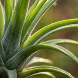 Tillandsia – Plante aérienne en décor | Ø 14 cm, Hauteur 37 cm