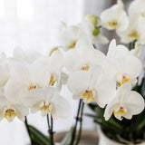 Orchidée Phalaenopsis blanche Mineral Amabilis et succulente - coffret Allure Shiny or - pot Ø9 cm
