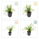Laîche du Japon Irish Green en godet - Carex morrowii - H 10-25 cm, pot Ø9 cm - photo 5