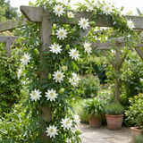 Passiflore Constance Elliott - Passiflora caerulea - H 35 cm, pot Ø9 cm - photo 5