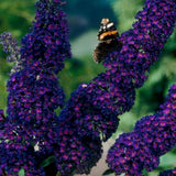 Buddleia Black Knight - H 45 cm, pot Ø17 cm