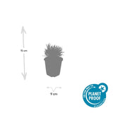 Lavandin Edelweiss en godet - Lavandula x intermedia - H 10-25 cm, pot Ø9 cm - photo 4