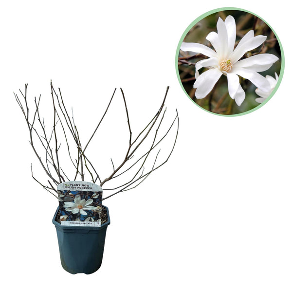 Magnolia étoilé - fleurs blanches