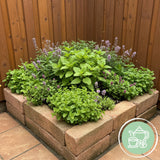 Kit de vivaces aromatiques à tisane - 8 plants pour 1 m² - H 25 cm, pot Ø11 cm